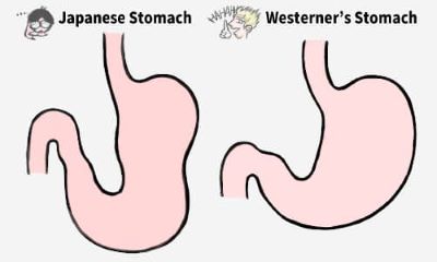 stomach illustration